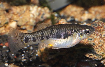 Limia vittata Kubak�rpfling 