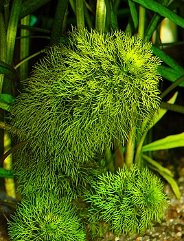 Limnophila indica, Indischer Sumpfreund