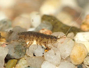 L��nig 2 Juli 2011 T�mpel (2)