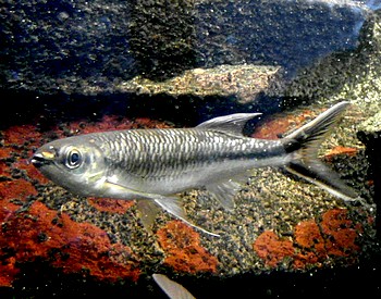 Luciosoma trinema, Hechtb�rbling