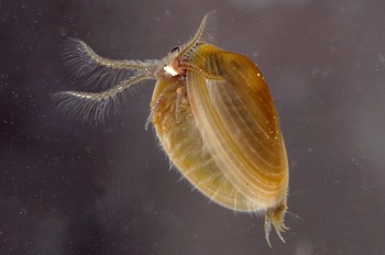 Lynceus brachyurus Muschelschaler 