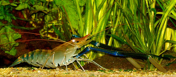 Macrobrachium rosenbergii