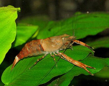 Macrobrachium spec Bamboo , S��wassergarnele