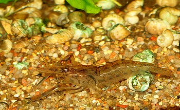 Macrobrachium spec. �Nigeria�, S��wassergarnele