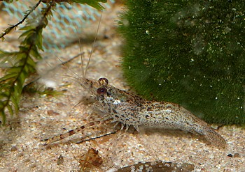 Macrobrachium spec PERU