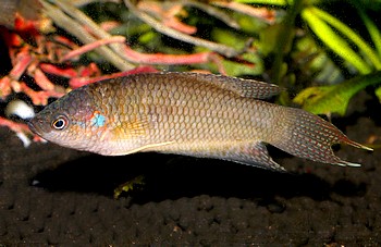 Macropodus hongkongensis Hongkong-Makropode 