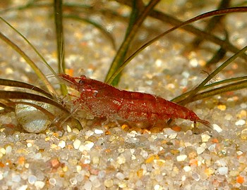 Caridina simoni, Sri Lanka Zwerggarnele, S��wassergarnele