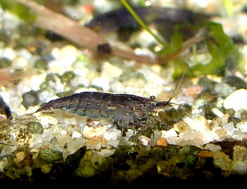 Caridina simoni, Sri Lanka Zwerggarnele, S��wassergarnele