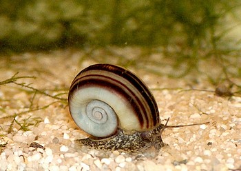Marisa cornuarietis, Paradiesschnecke, S��wasserschnecke