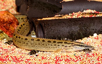 Mastacembelus cf dayi Schwarzgepunkteter Stachelaal