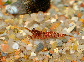 Caridina glaubrechti, Ger�llgarnele, S��wassergarnele