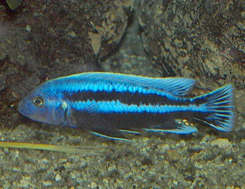 Melanochromis chipokae, Chipoka-Maulbr�ter