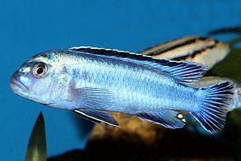Melanochromis parallelus