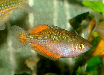 Melanotaenia eachamensis
