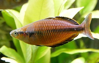 Melanotaenia klasioensis Klasio-Regenbogenfisch 