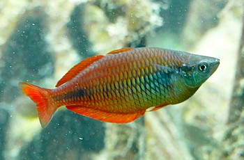 Melanotaenia parva Kurumoi-Regenbogenfisch 
