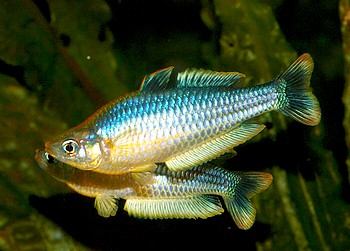 Melanotaenia pygmaeua