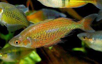 Melanotaenia rubrostriata 