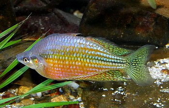 Melanotaenia spendida mornata 