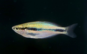 Melanotaenia synergos 