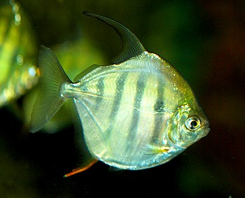 Metynnis fasciatus Gestreifter Scheibensalmler 01