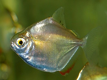 Metynnis hypsauchen Silber-Dollar 