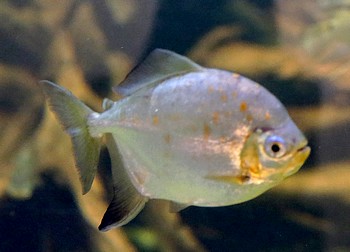 Metynnis lippincottianus 