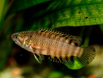 Microctenopoma nanum, Zwergbuschfisch