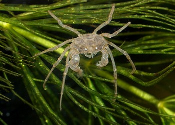 Limnopilos naiyanetri, Micokrabbe