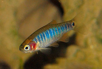 Danio erythromicron Querstreifen-Zwergb�rbling 