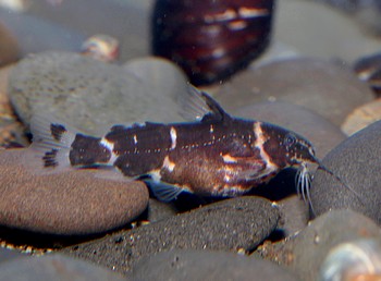 Microsynodontis batesii Zwerg-Fiederbartwels