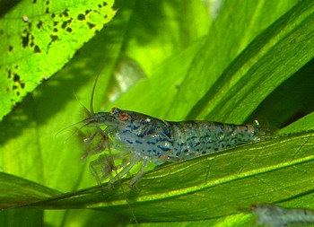 Atyoida pilipes, Zwer-F�chergarnele