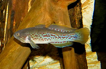 Mogurnda mogunda T�pfelgrundel 