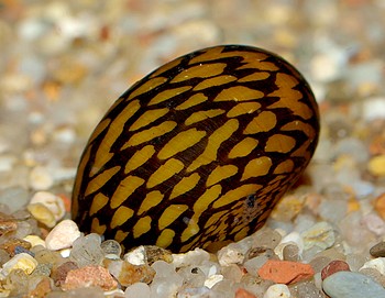 Vittina coromandeliana, Zebra-Rennschnecke, S��wasserschnecke
