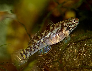 Mugilogobius mertoni 02