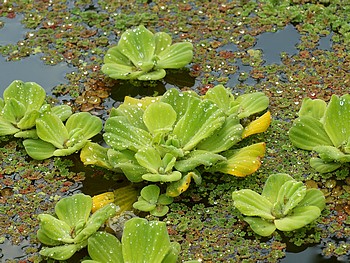 Pistia stratiotes, Muschelblume