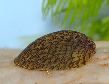 Septaria spec., Muschelschnecke , S��wasserschnecke