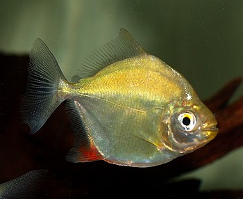 Myloplus spec RED FIN Haken-Scheibensalmler