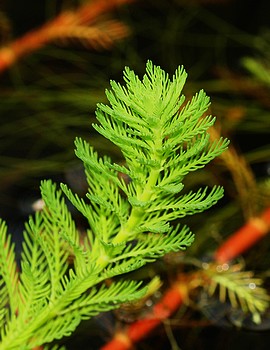 Myriophyllum aquaticum, Brasilianisches Tausendblatt