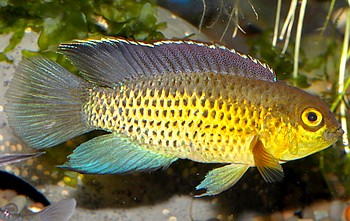 Nannacara anomala Gl�nzender Zwergbuntbarsch 