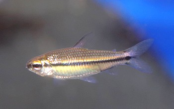 Nannaethiops unifasciata Afrikanischer Einbandsalmler 