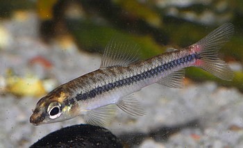 Nannocharax parvus Kleiner Bodensalmler 