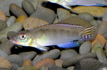 Nanochromis parilus Blauer Kongo-Zwergbuntbarsch 