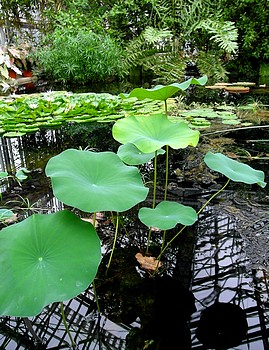 Nelumbo nucifera Indische Lotusblume