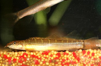 Nemacheilus savona Halbgeb�nderte Schmerle 