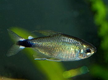 Nematocharax venustus 