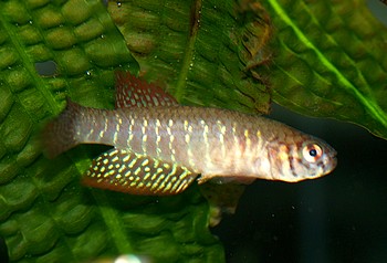 Nematolebias papilliferus 