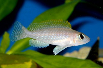 Neolamprologus caudopunctatus 