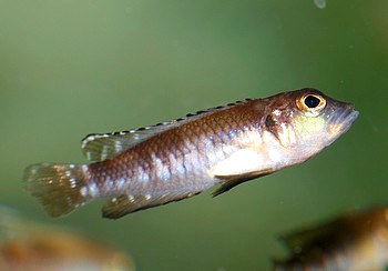 Neolamprologus speciosus 