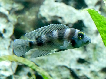 Neolamprologus tretocephalus F�nfstreifen-Tanganjikasee-Buntbarsch 
